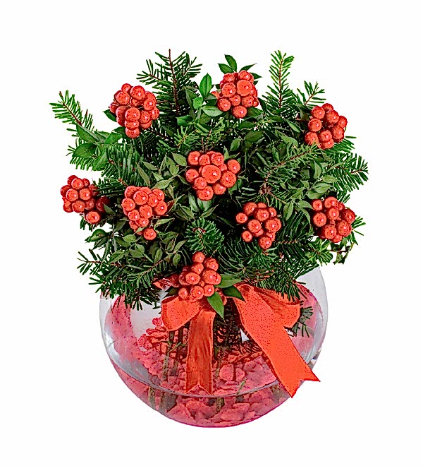 Fanus Vazoda Kokina Y�lba�� �i�e�i