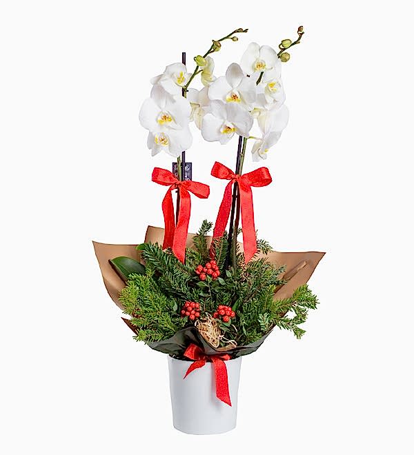 Yeni Y�la �zel Beyaz Orkide ve Kokinalar