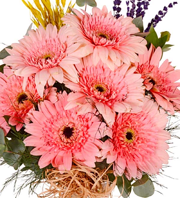 Pembe Gerbera Vazosu