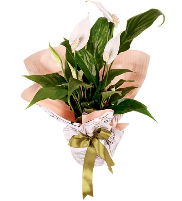 Spathiphylium Bar�� �i�e�i