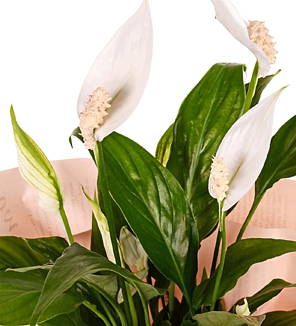 Spathiphylium Bar�� �i�e�i