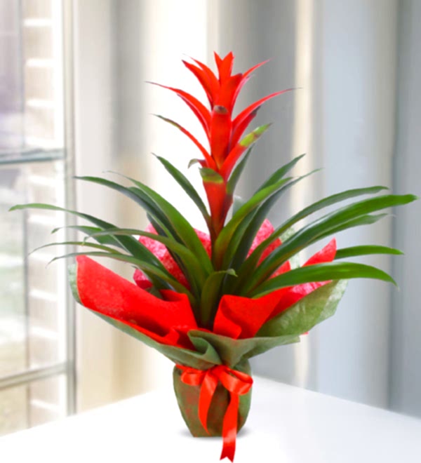 K�rm�z� Guzmania