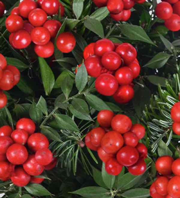 Y�lba�� �ans �i�e�i Kokinalar