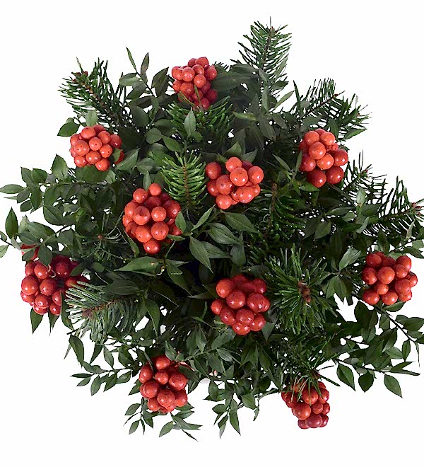 Y�lba�� �i�e�i Kokina