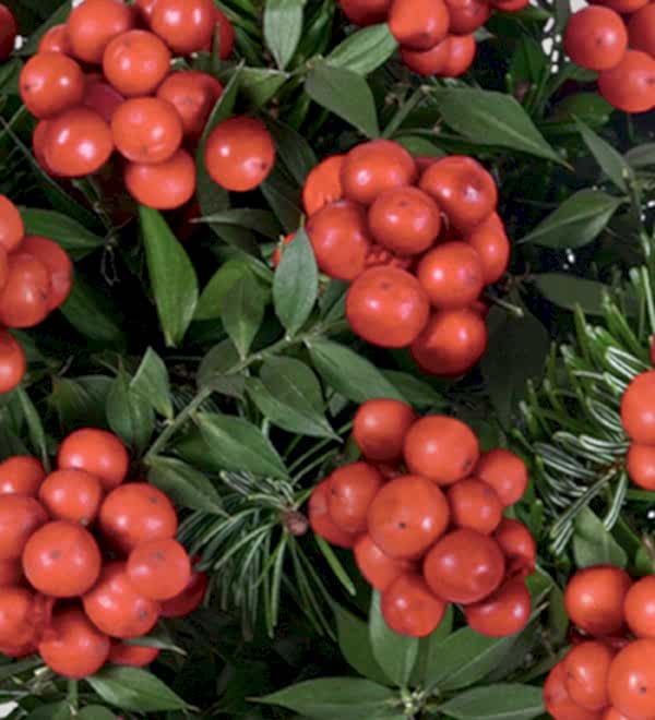 Y�lba�� �i�e�i Kokina