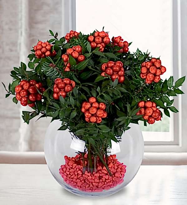 Y�lba�� �i�e�i Kokina