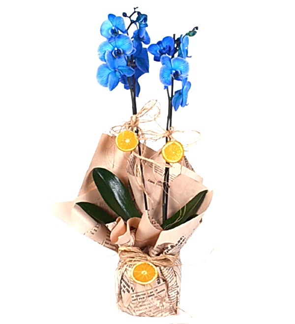 Mavi Orkide 2 Dall�