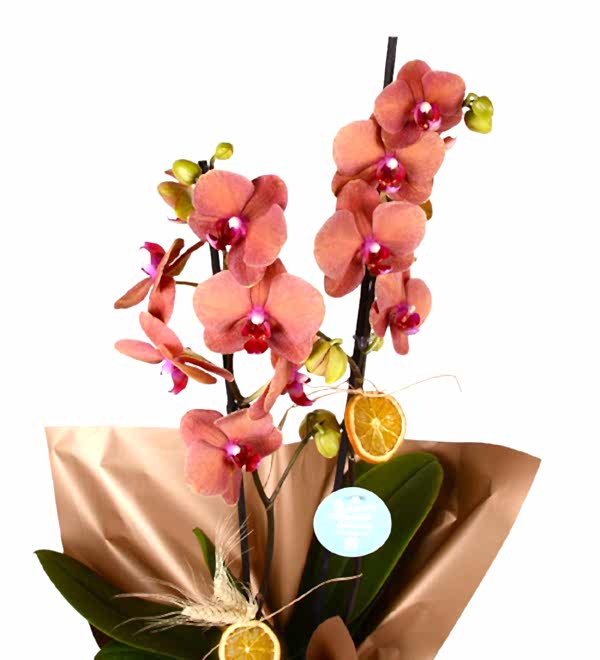 Ate� Rengi 2 Dal Orkide