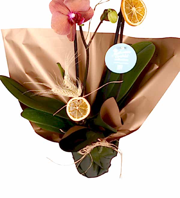 Ate� Rengi 2 Dal Orkide