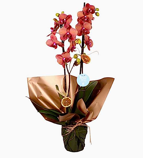 Ate� Rengi 2 Dal Orkide