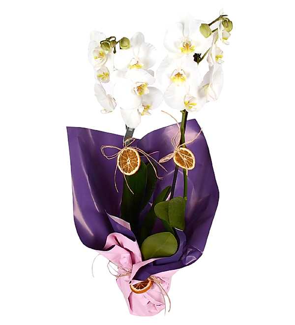 Sensiz Olmaz Beyaz �ift Dall� Orkide