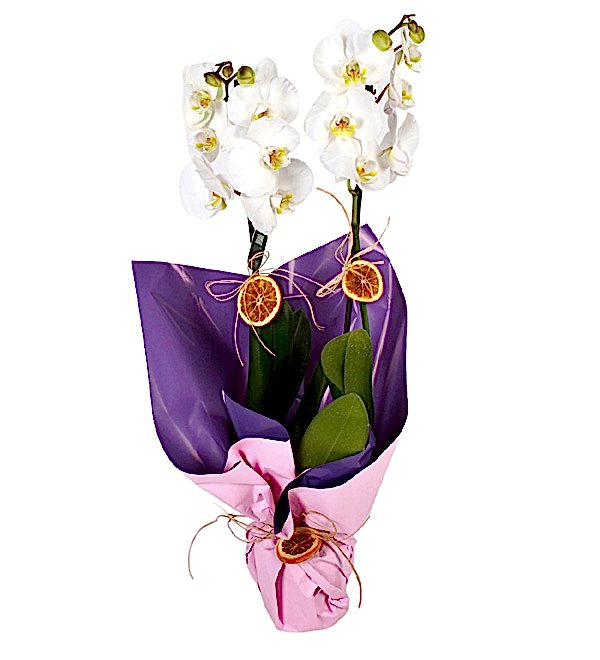 Sensiz Olmaz Beyaz �ift Dall� Orkide