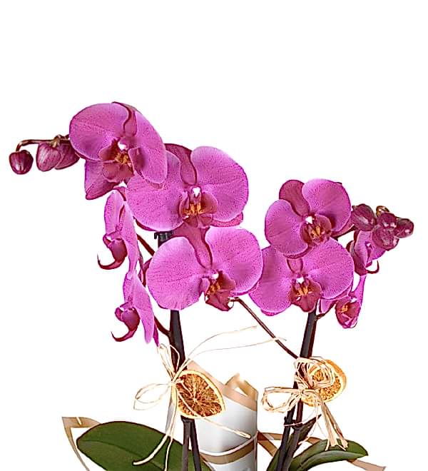 �ift Dall� Mor Orkide