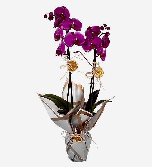 �ift Dall� Mor Orkide