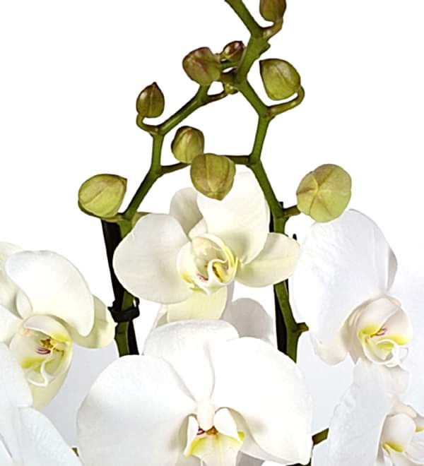 �izgili Seramikte Beyaz �iftli Dall� Orkide