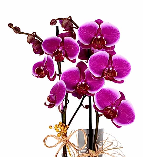 Cam Fanusta �ift Dal Mor Orkide