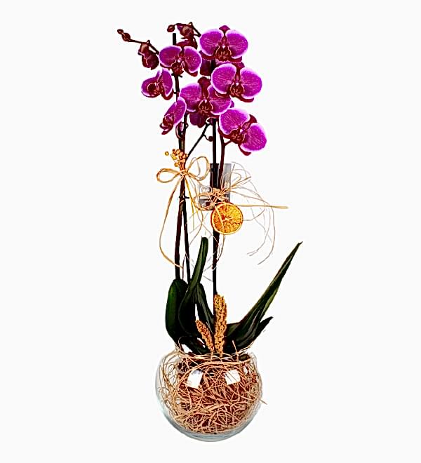 Cam Fanusta �ift Dal Mor Orkide