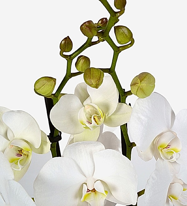 Siyah Ka��tl� Saks�da �ift Dall� Beyaz Orkide