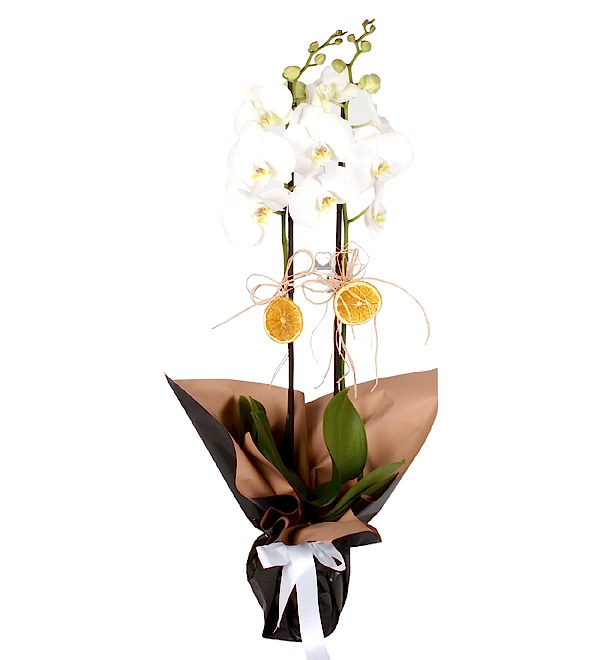 Siyah Ka��tl� Saks�da �ift Dall� Beyaz Orkide