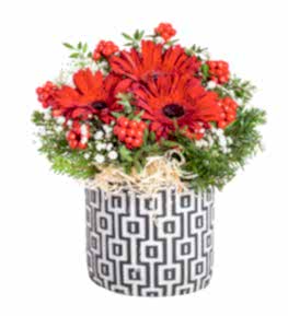 Desenli Saks�da Kokina Gerbera Aranjman�