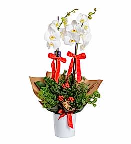 Yeni Y�la �zel Beyaz Orkide ve Kokinalar