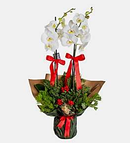 Ho� Geldin Yeni Y�l Konseptli Orkide ve Kokinalar