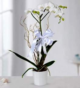 Seramikte Phalaenopsiz Orkide