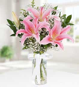 Pembe Kazablanka Lilyum