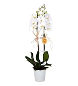 �ift Dall� Beyaz Orkide