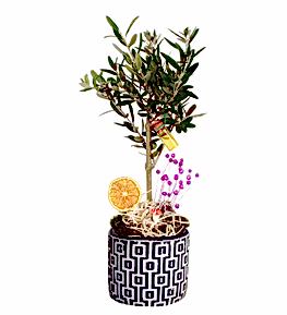 Desenli Saks�da Bonsai Zeytin A�ac�