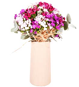 Mor D��ler Renkli H�sn�yusuflar