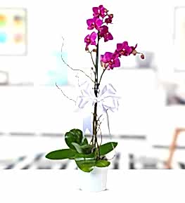 Mor Phalaenopsiz Orkide