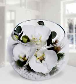 Akvaryum Vazoda Orkideler