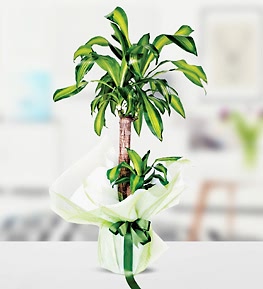 Yucca Massengena 2 K�kl�