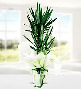 Yucca Dracena 2 K�kl�