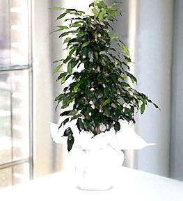 Ficus Benjamin
