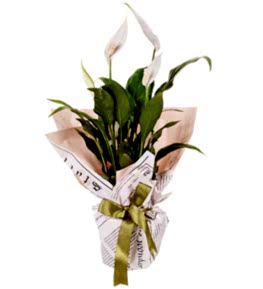 Spathiphylium Bar�� �i�e�i