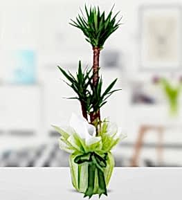 3 l� Yucca �i�e�i