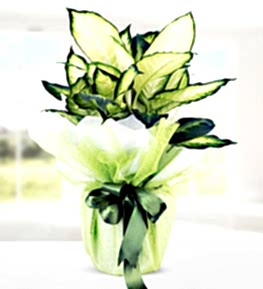 Dieffenbachia Camilla