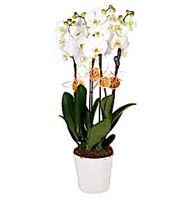 Saks�da 4 Beyaz Orkide