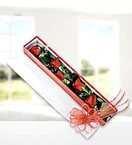 Zarif Kutuda 5 K�rm�z� G�l