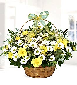 Sar� ve Beyaz Krizantemler