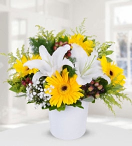 Lilyum Sar� Gerbera