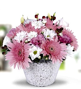 Pembe Gerbera ve K�r �i�ekleri