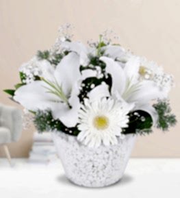 Beyaz Lilyum ve Beyaz Gerbera
