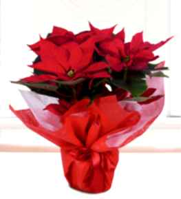 Ponsetya �i�e�i