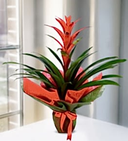 K�rm�z� Guzmania