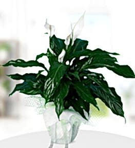 Beyaz Spatifilyum �i�e�i