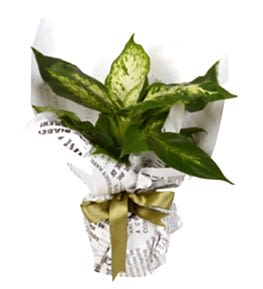 Difenbahya �i�e�i