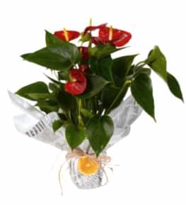 Antoryum �i�e�i